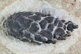 D, Oligocene Aged Fossil Pine Cone - Germany #77940-2